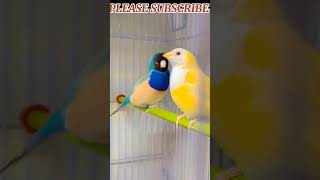 Most beautiful 😍 finches in the 🌍 / Gouldian finches / #birds #finch #nature #subscribe #viral