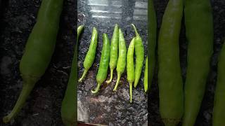 പച്ച മുളക് #ഫ്രൈ 😜Fried green chilli, salt, oil #shortvideo