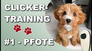 Clickertraining [2019] - Hund Grundkommandos und Tricks beibringen - Lektion 1 - Pfote