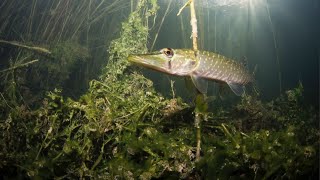 How To Release Caught Fish Safely