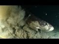 Alien Sharks: Dogfish and Sleeper Shark