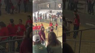 Victoria Livestock Show Special Needs Goat Show