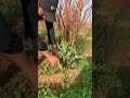 part 124 garlic harvesting from farm u0026 cuttings skills so fresh with rural farming life