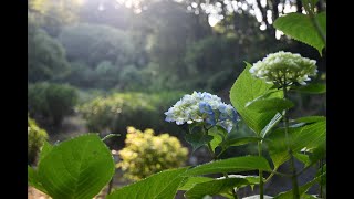 色づき始めた紫陽花と花菖蒲～薬師池公園 2022 5 28