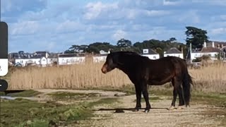 Meadow , River pool, gray heron 🪽🕊️ horses 🐎🦆🦢🦅