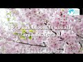 25 facts about cherry blossom cherry blossom cherry blossom tree flower blossom flower petals