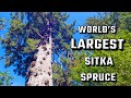 World's LARGEST Sitka Spruce Tree in Olympic National Park.