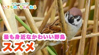 スズメ - かわいくて最も観察しやすい野鳥