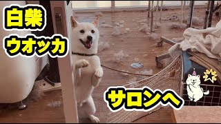 【柴犬/サロン】ウオッカサロンへ行きました。真っ白でフカフカになり大満足です