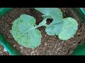 cabbage🥬 cauliflower🥦low cost cultivation കാബേജ്🥬 ക്വാളിഫ്ലവർ🥦 കൃഷി ചെയ്യാം കുറഞ്ഞ ചിലവിൽ💥 grant pot