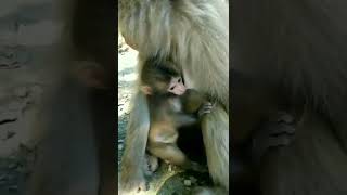 Mother love 🥰😍💕💞 #shorts #short #shortvideo #shortsvideo #monkey