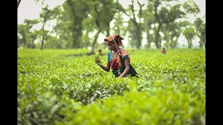 বরিশাল টু সিলেট এক দিনের সিলেট ভ্রমণ | Barisal to Sylhet | সিলেট ভ্রমনের বিস্তারিত পর্ব-৩