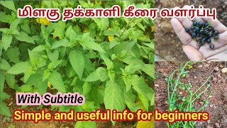 Milaguthakkali(Manathakkali) keerai valarpu//Gardening ideas for beginners/மணத்தக்காளி கீரை வளர்ப்பு