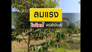 #ลมแรงใบไหม้ ทุเรียนใบไหม้ ใบร่วง แก้ยังไงดี