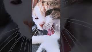 【三毛猫】三毛猫のあくび #shorts #cat #うちの猫達