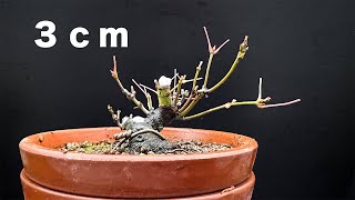 【YMJ9】徒長枝を切り戻すと３ｃｍ台 #盆栽 #bonsai