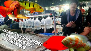 REVIEW IKAN PREDATOR DAN TANKMATE. JAGOWAN BANG AMIN ARWANA SUPER RED DI PASAR IKAN HIAS JATINAGARA