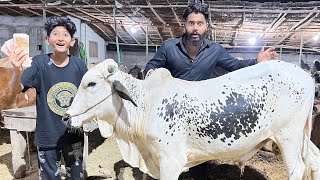 1 Lakh Ka Soda Bnaliya?😱Bargaining Cow Rates in Mandi