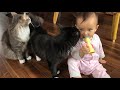 赤ちゃんのラッパに呼寄せられる猫　ノルウェージャンフォレストキャット　cats gathered with baby s toy trumpet