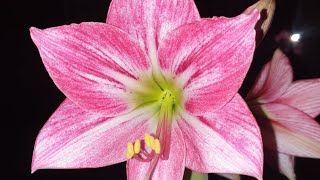 hippeastrum  Neon