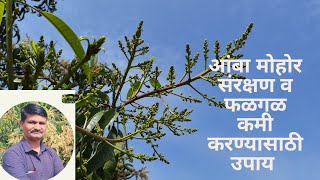 आंबा पिकाची मोहोर ते फलधारणा अवस्थेत घ्यावयाची काळजी Care of mango crop  from flowering to fruitset