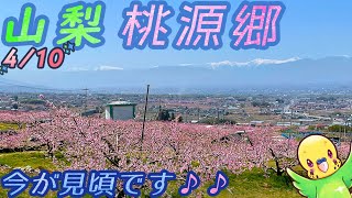 【旅するインコが】山梨県 桃源郷を見てきたよ !!　温泉、甲府名物、ワイナリーの紹介もあります♪  　YAMANASHI