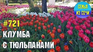 Тюльпаны на клумбе | Жизнь на Юге