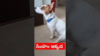 సింహం ఇక్కడ #dog #jackrussell #rocky #funny #talking #video #shorts #ytshorts #mustwatch #cutedog