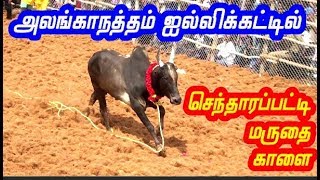 அலங்காநத்தம் ஜல்லிக்கட்டில் செந்தாரப்பட்டி மருதை  காளை