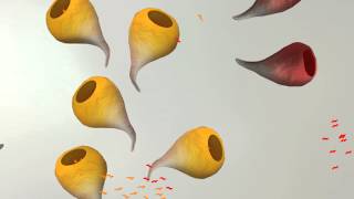 Boids Animation 3