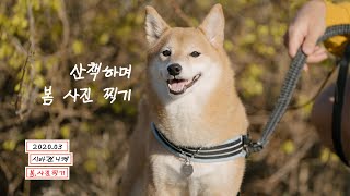 털갈이 중인 시바견과 산책하며 봄 사진 찍기 🌼 | 시바견니케