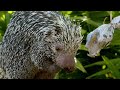 New Series | Secrets of the Zoo: Tampa | National Geographic MENA