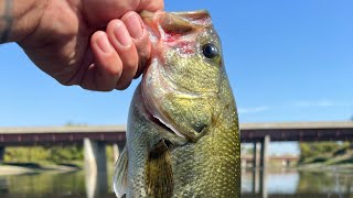 Des Plaines River Bass Fishing - Last Canoe Session of Summer 2024