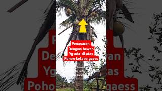 Penampakan aneh di atas pohon kelapa#hewanlangkah#mesterius#penampakan#penmpakandiataspohon