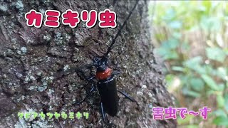 カミキリ虫見っけ❗クビアカツヤカミキリです。真っ黒で首の赤色が鮮やかです‼️