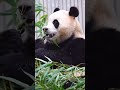 10.26福宝花式吃竹子，嘎嘎炫吃的很香 panda 판다 fubao 大熊猫 animals 搞笑 푸바오