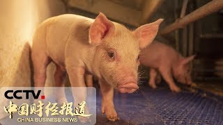 《中国财经报道》两部委：实施生猪规模化养殖场建设补助项目 20190909 17:00 | CCTV财经