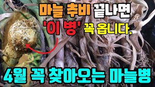 4월 마늘 양파 '이 병' 예방 이건 꼭해야 됩니다.