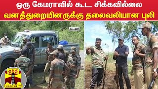 ஒரு கேமராவில் கூட சிக்கவில்லை - வனத்துறையினருக்கு தலைவலியான புலி