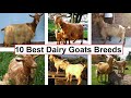 Top 10 Best Goats For Milk Production | Top 10 Best Goats Breeds | Best Goat Breeds In The World |