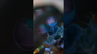 Mantis shrimp  🦀🦐 ??. ম্যান্টিস চিংড়ি .22 ক্যালিবারের গতিতে ঘুষি মারতে পারে😲.