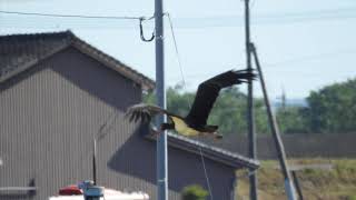 野鳥観察【Bird watching】ナベコウ《Black stork bird》神出鬼没な迷鳥を見た❣️