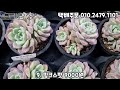 22.10.19 예쁜군생다육이 모래요정 다육식물 多肉植物 たにくしょくぶつ korean succulent