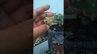 How to graft a variegated astrophytum myrio by:FairyAdashee💫✨