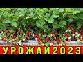 Запредельный урожай клубники 2023 -Вы такого ещё не видели ❗️❗️❗️