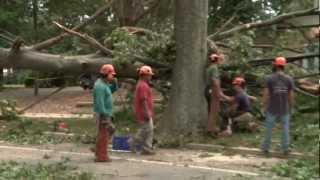 Power Outages Cause Review of Tree Trimming Programs