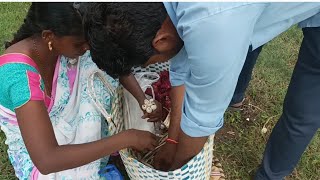 వర్షానికి పుట్ట గొడుగులు దొరికాయి #mushroom #viral_video