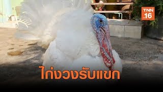 สุดน่ารัก!ไก่งวงรับแขก ชอบอวดหล่อ| เรื่องดีดีทั่วไทย