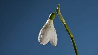 Snowdrop time lapse of white and green flower opening. Galanthus Arnott