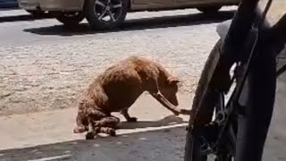 Heartbroken, A Mother Dog Searched For Her 4 Pups In Vain. Now She Collapses On The Road, Weeping...